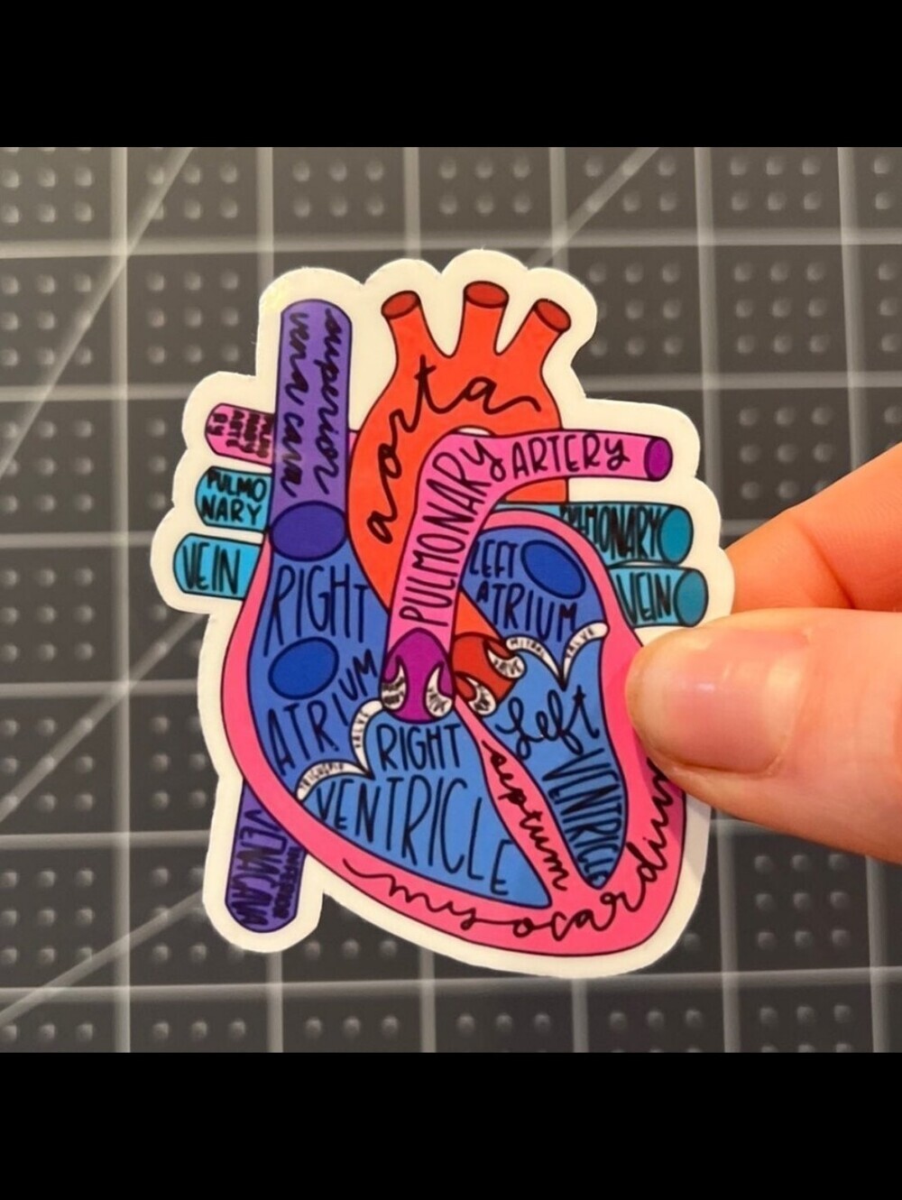 Anatomical Heart Sticker - Bright Pink & Blue